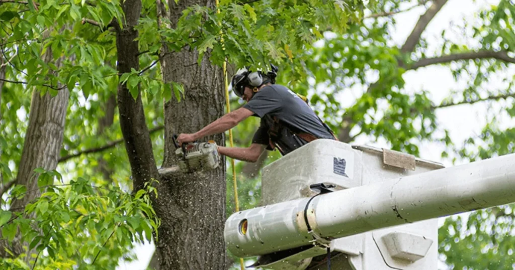 Tree Surgery Services